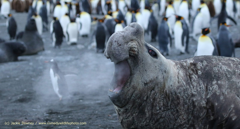 Illustration for article titled Alégrate el día con las fotos finalistas de los Comedy Wildlife Photography Awards